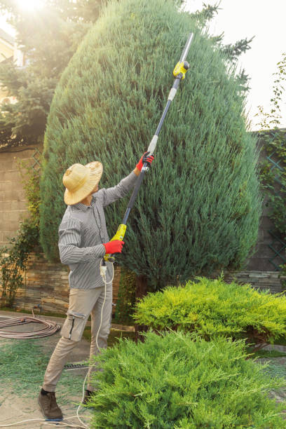 Best Tree Risk Assessment  in Corralitos, CA