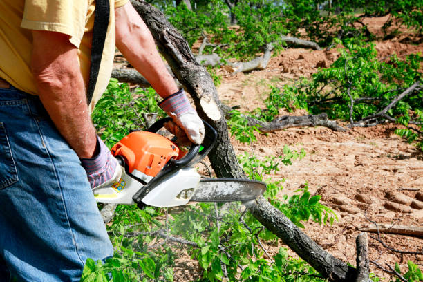 Best Tree Trimming and Pruning  in Corralitos, CA