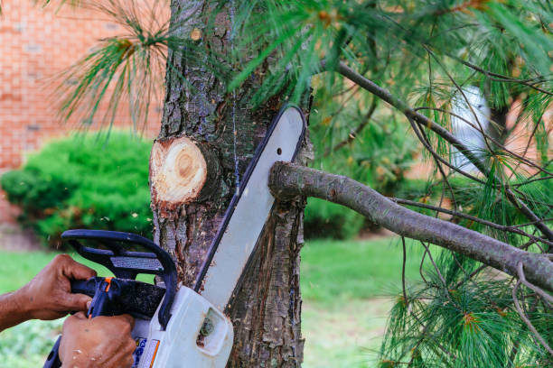 Best Tree Preservation Services  in Corralitos, CA